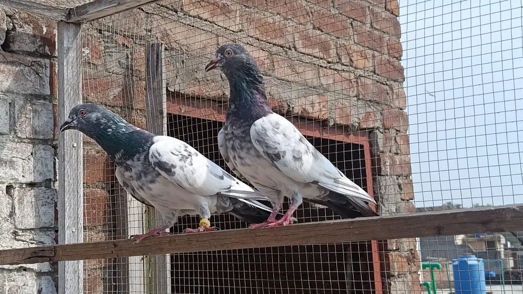Golden Breedar Pair — photo 6