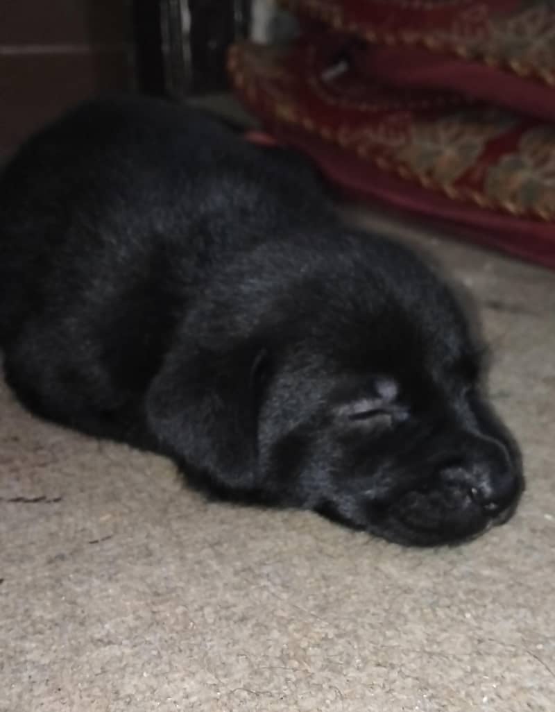 Black Labrador 0