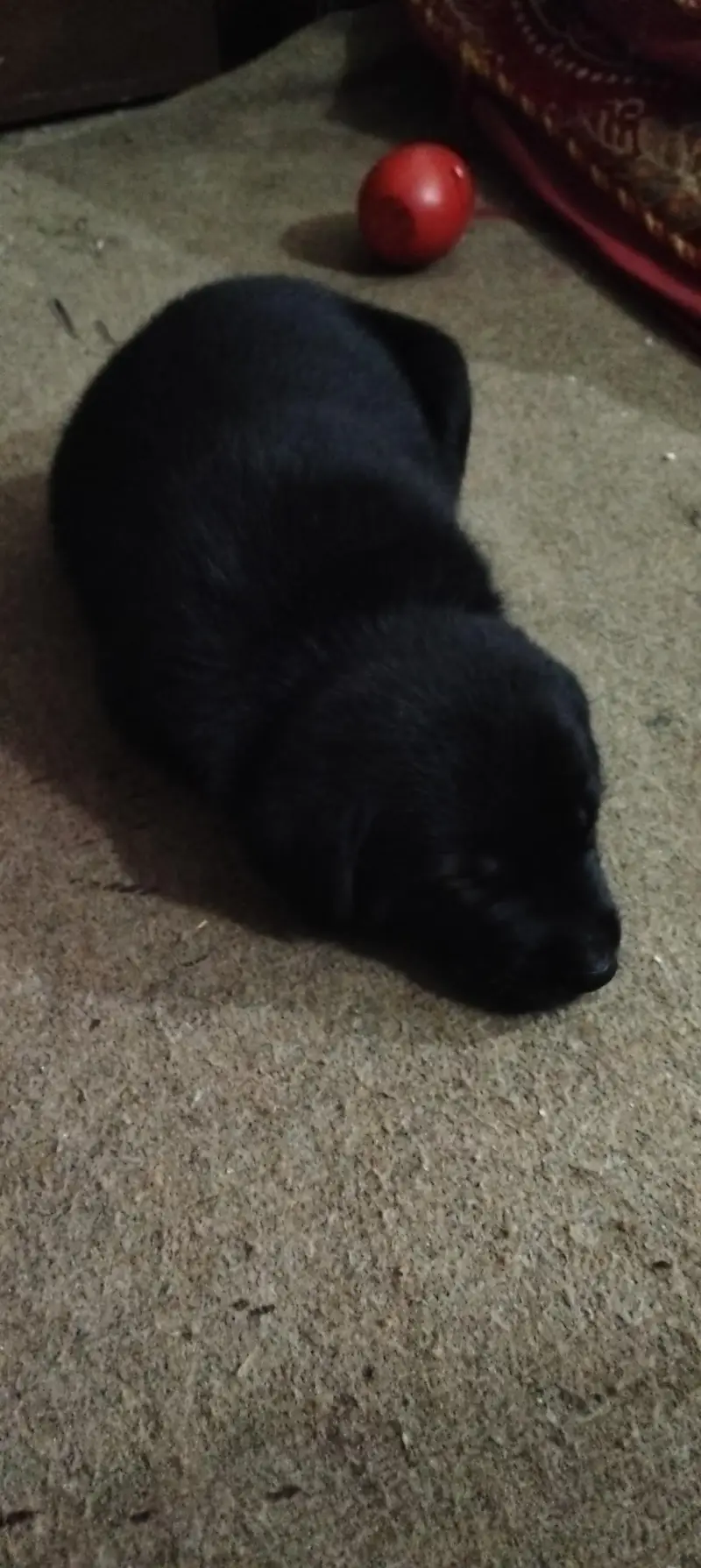 Black Labrador — photo 2