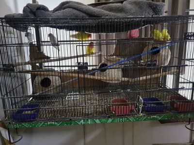 multiple love birds 3 pair breeder with master cage