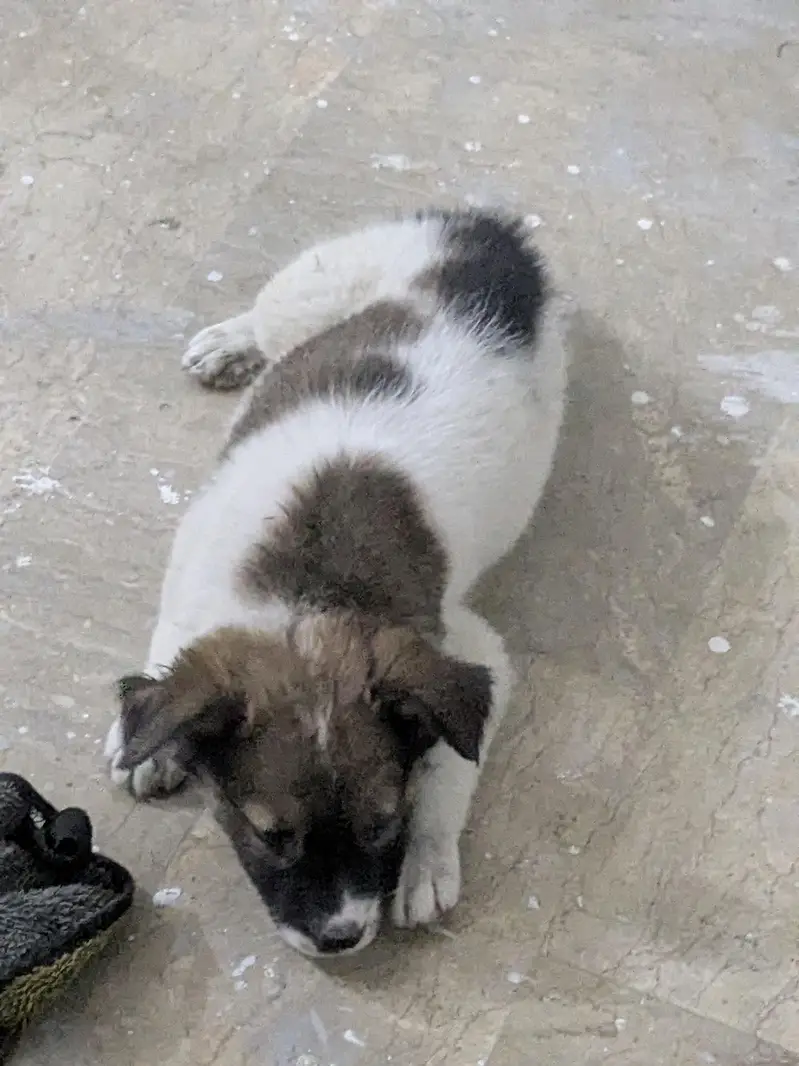 afghan kuchi — photo 2