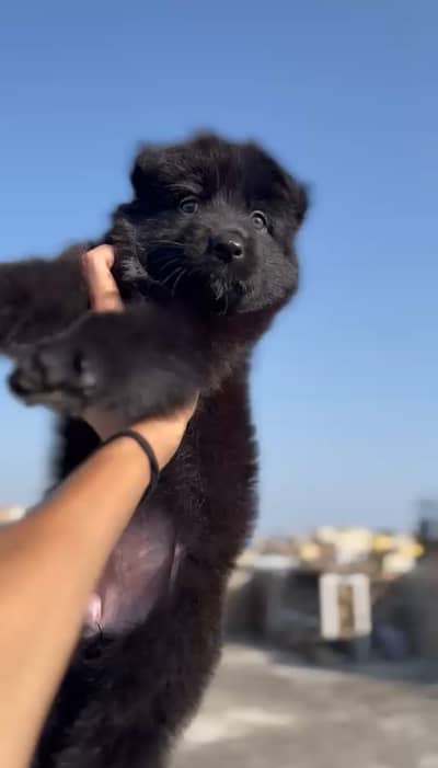 Black German