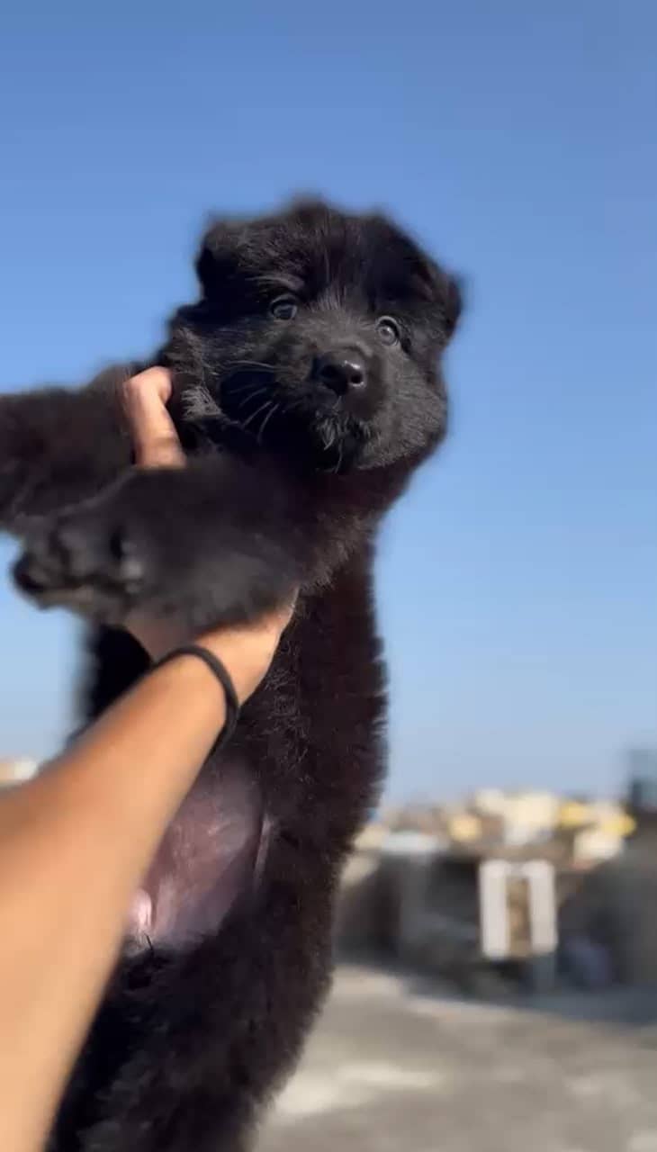 Black German 0