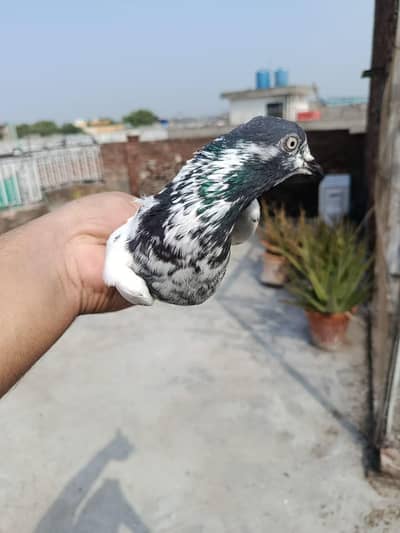 Teddy Ch Sakhi bhatti wali Female