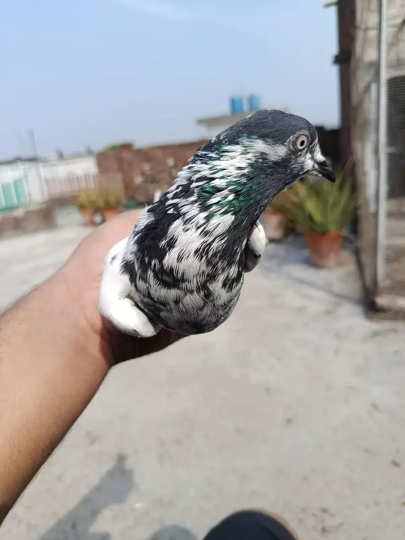 Teddy Ch Sakhi bhatti wali Female — photo 3