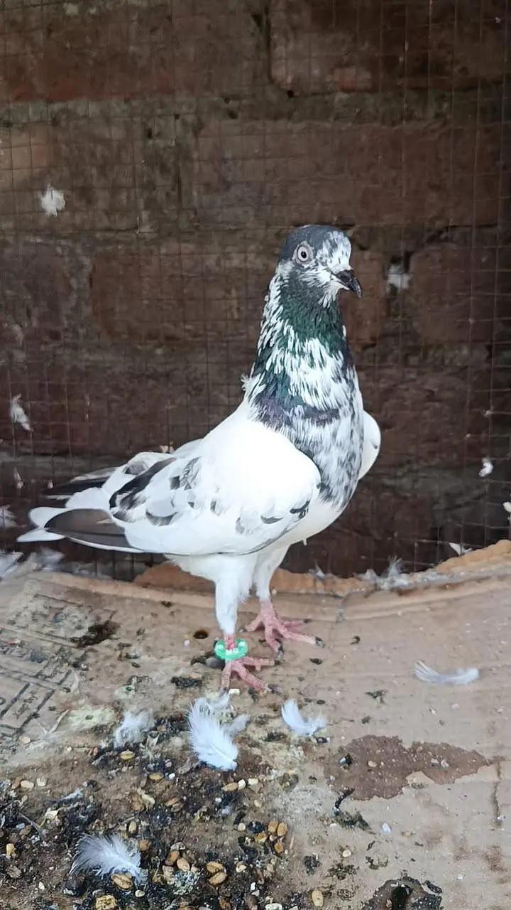 Teddy Ch Sakhi bhatti wali Female — photo 4