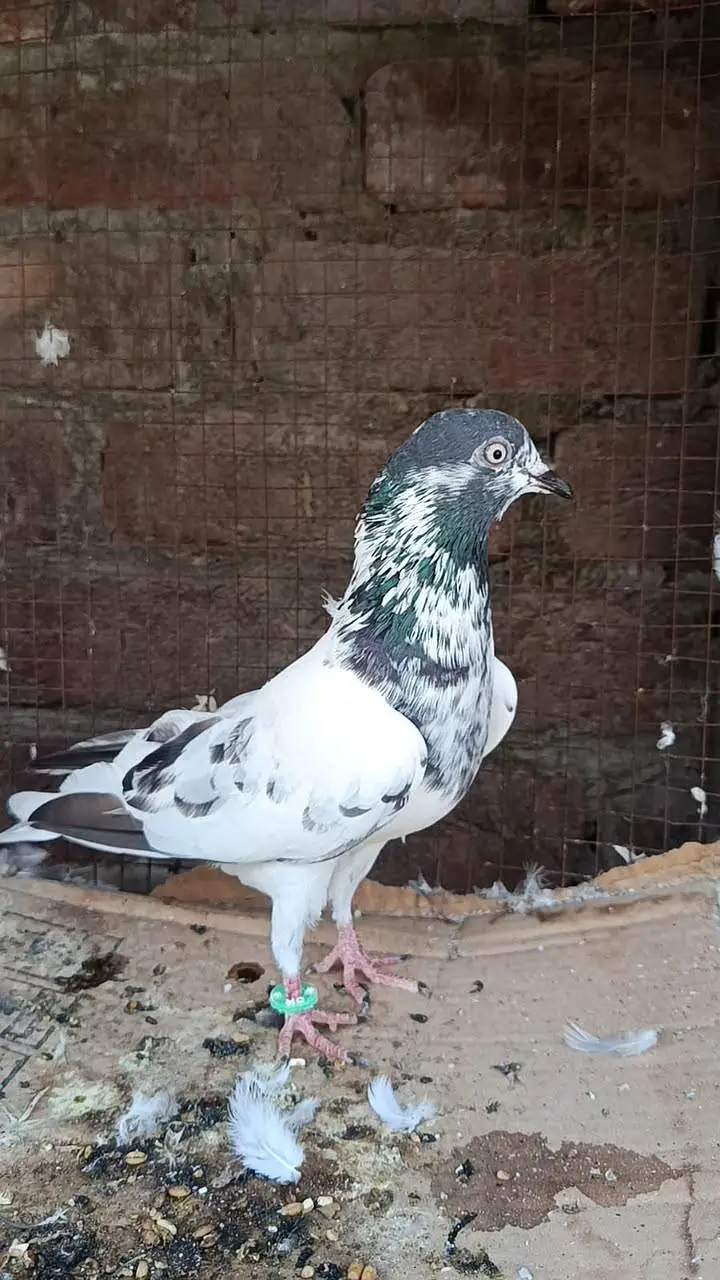Teddy Ch Sakhi bhatti wali Female — photo 6