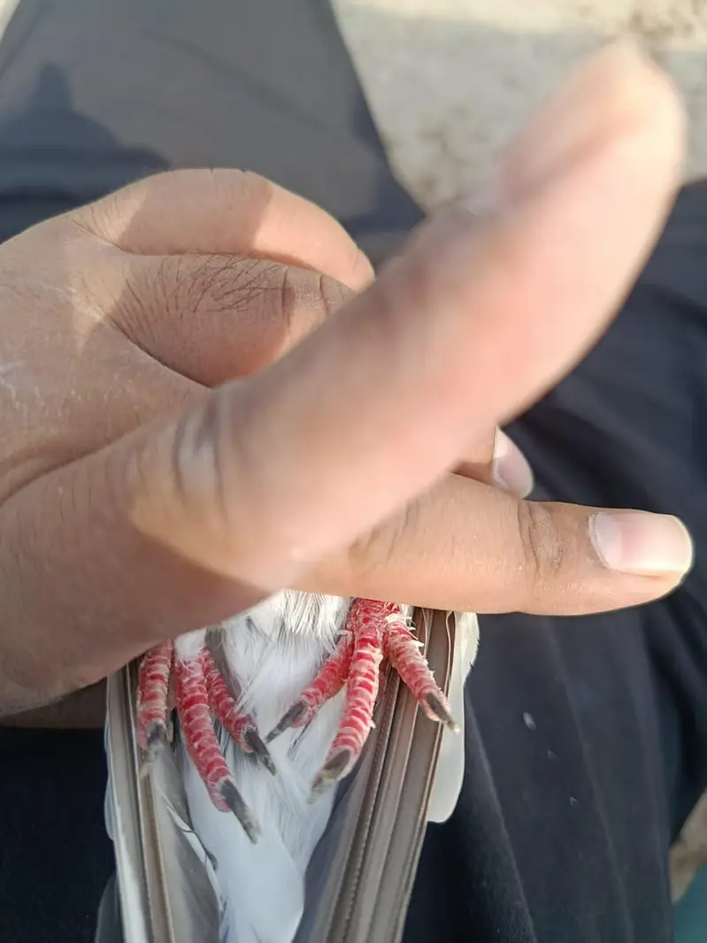 Teddy Ch Sakhi bhatti wali Female — photo 9