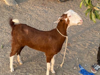 BAKRI