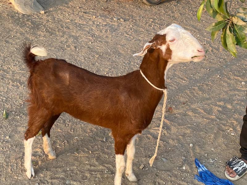 BAKRI 0