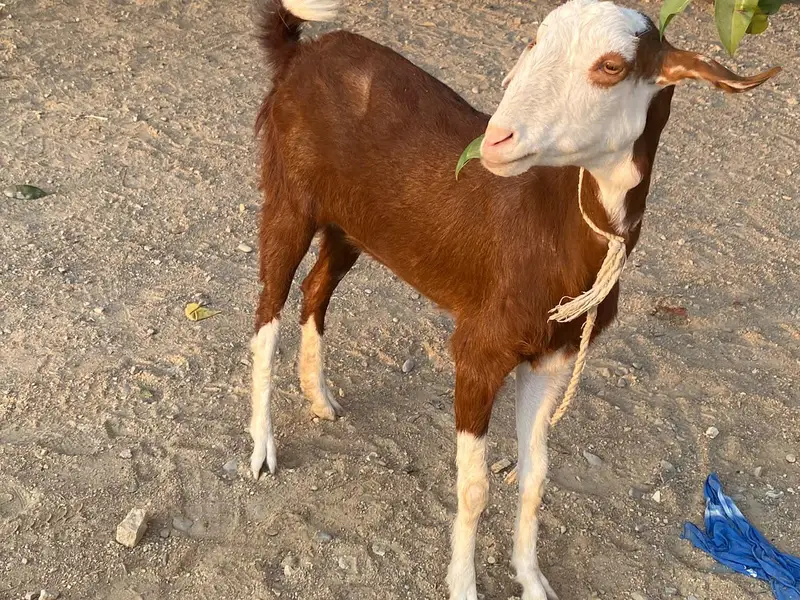 BAKRI — photo 2