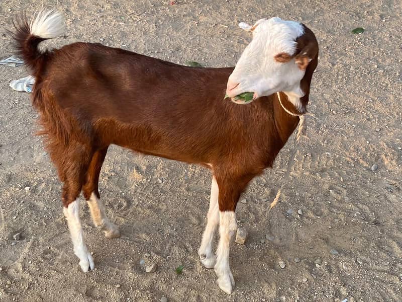 BAKRI 2
