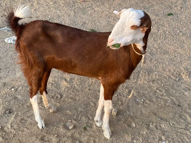 BAKRI — photo 3