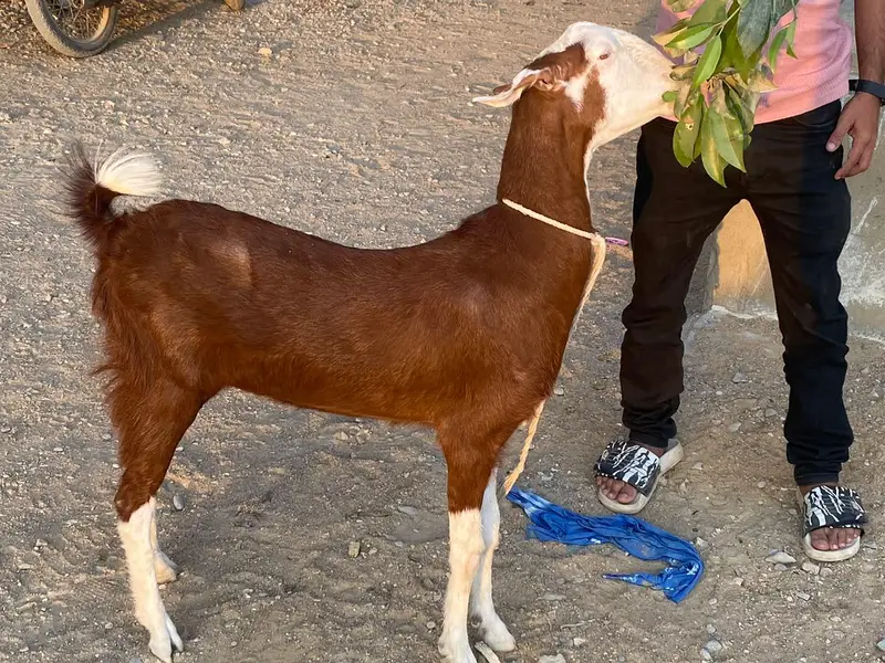 BAKRI — photo 4