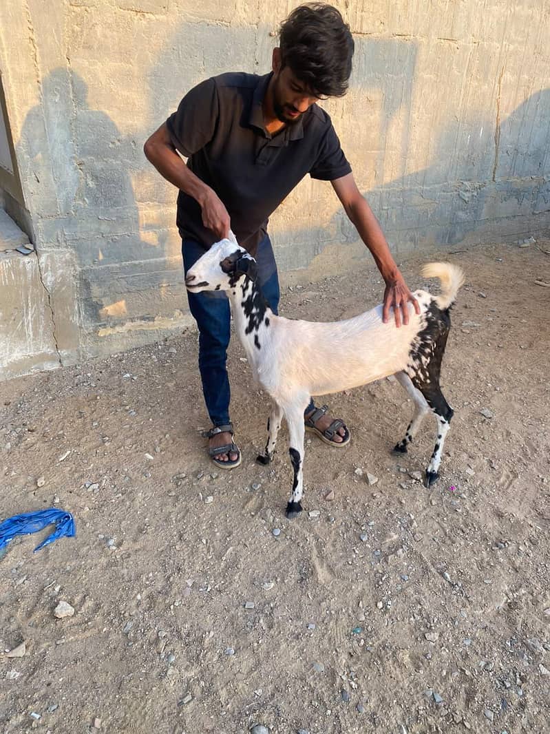 BAKRI 4