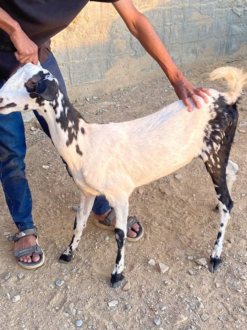BAKRI 5