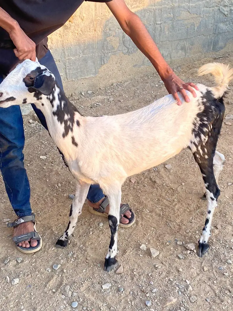 BAKRI — photo 6