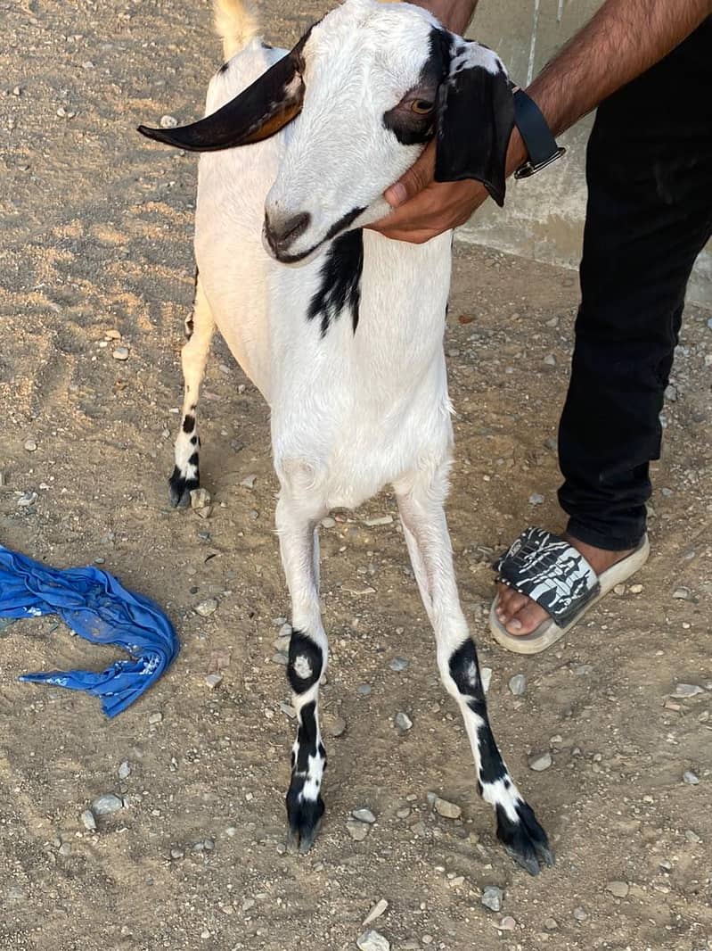 BAKRI 6
