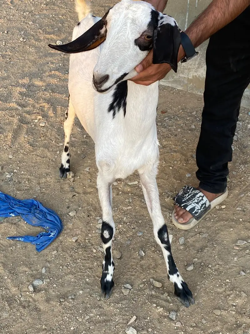 BAKRI — photo 7
