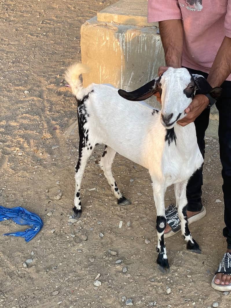 BAKRI 7