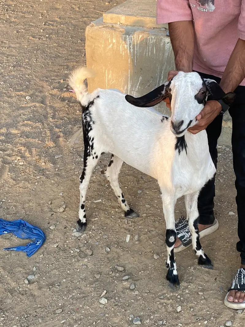 BAKRI — photo 8