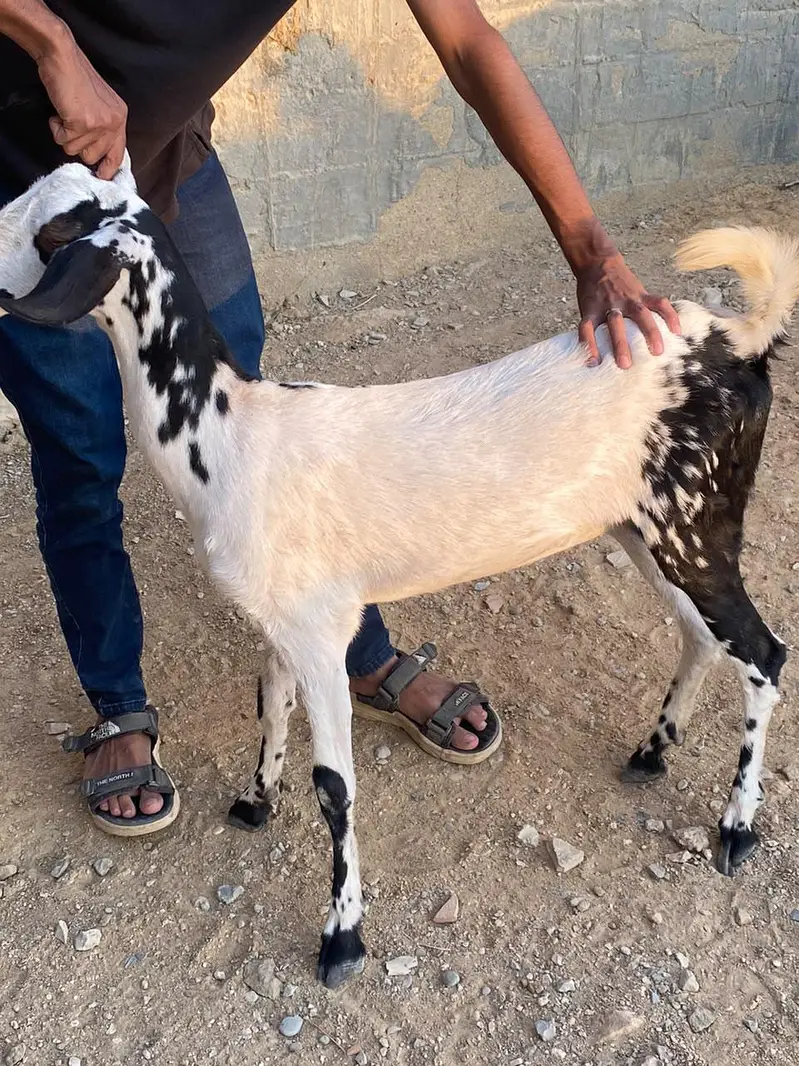 BAKRI — photo 9