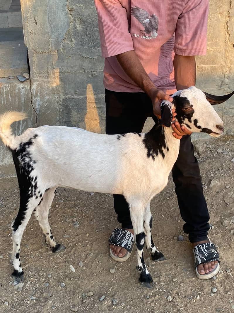 BAKRI 9