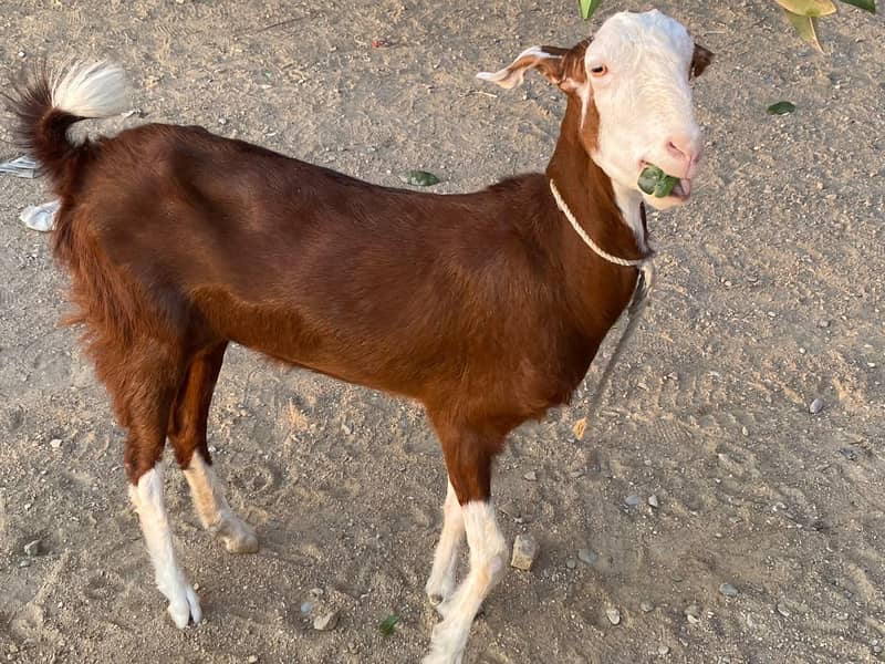 BAKRI 10