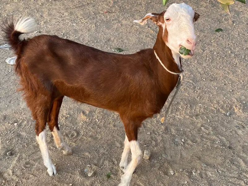 BAKRI — photo 11