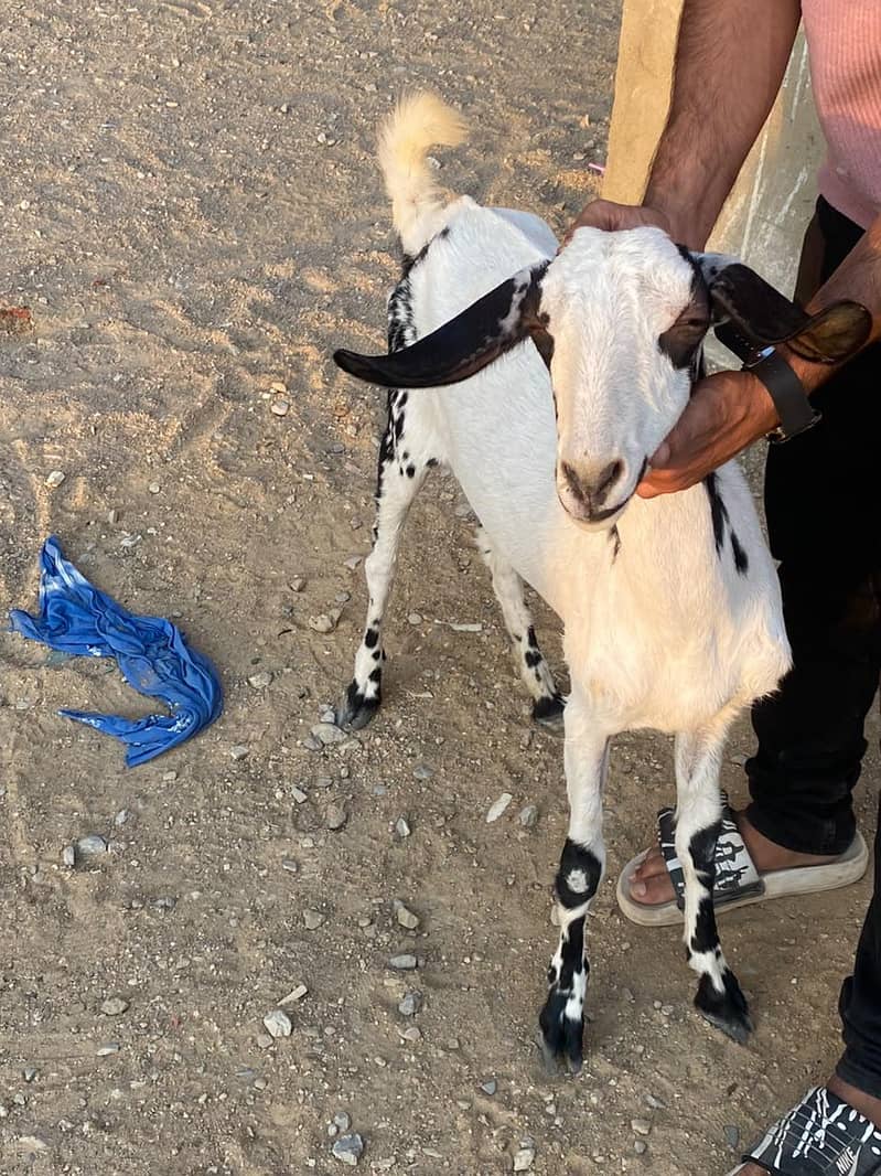 BAKRI 11