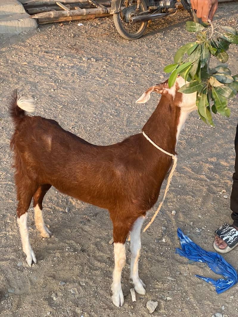 BAKRI 12