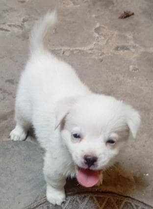 female puppie