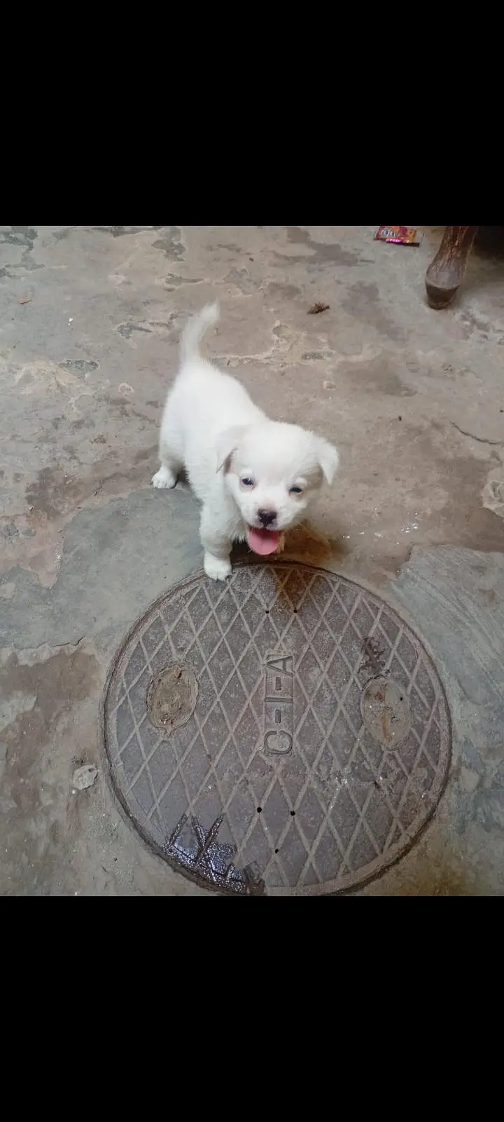 female puppie — photo 2