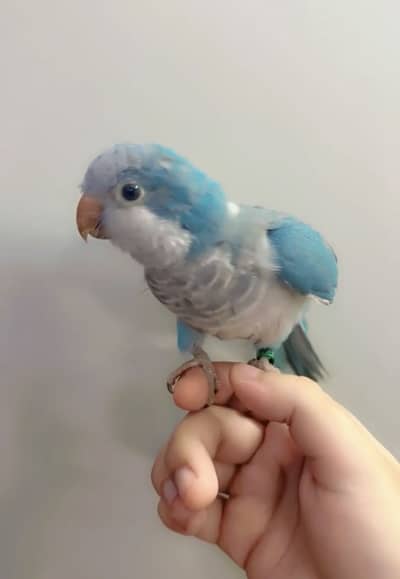 Blue monk zero bite