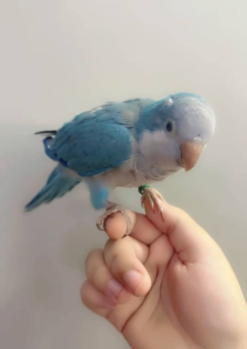 Blue monk zero bite 2