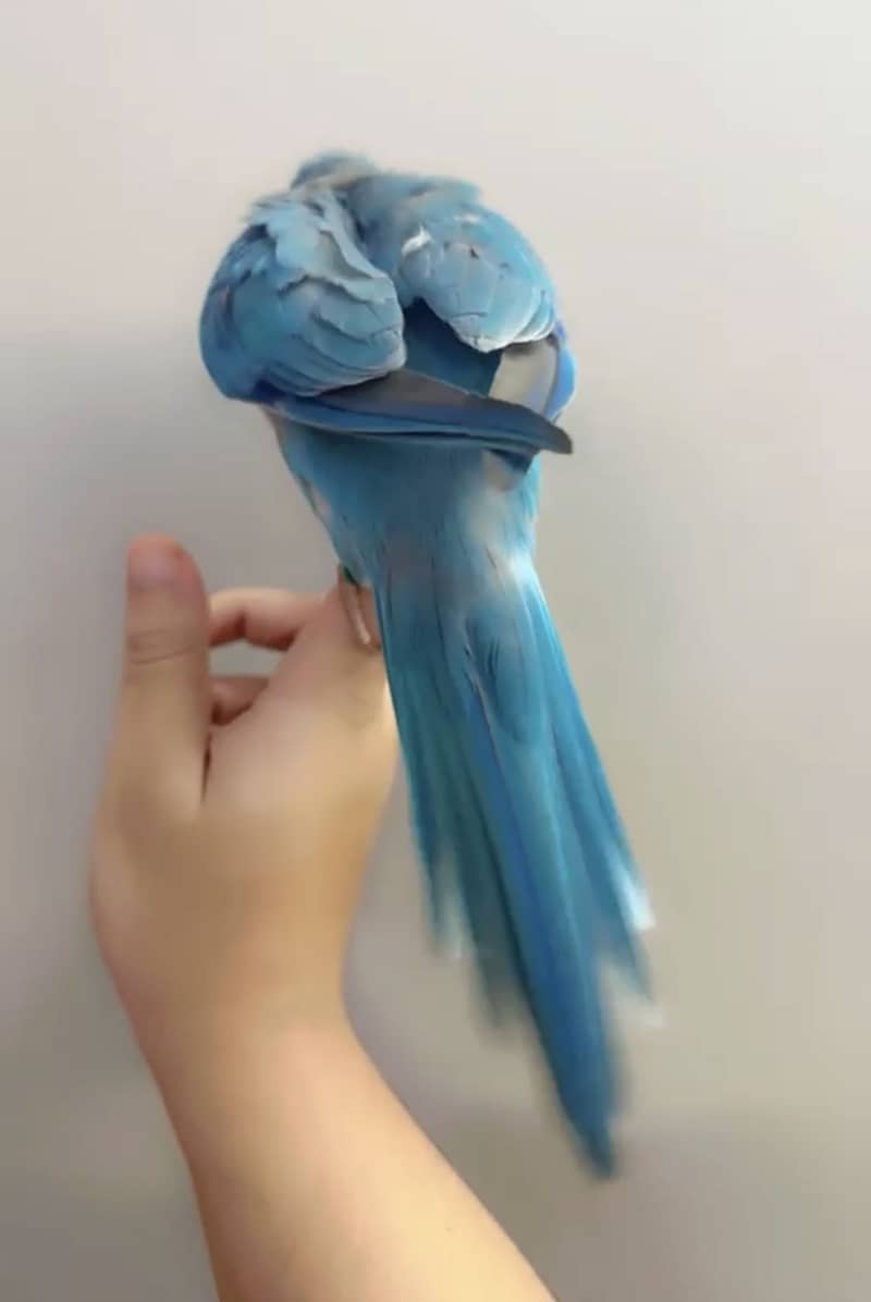 Blue monk zero bite 8