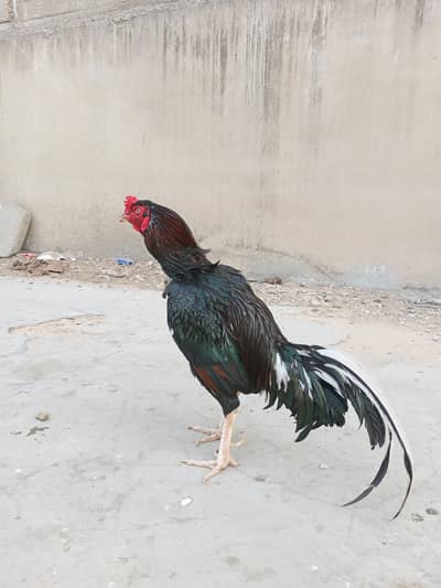 top quality old bloodline Aseels for sale