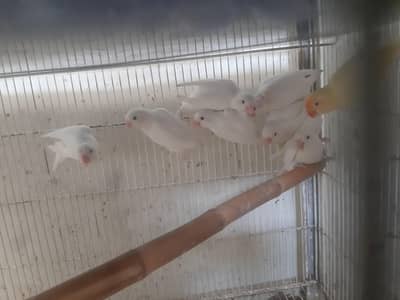 Lovebirds (9 PiC) 2 DNA Tested Males All Adults