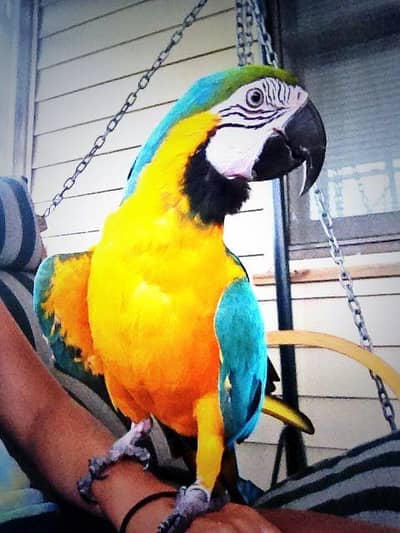 Blue & Gold Macaw Available