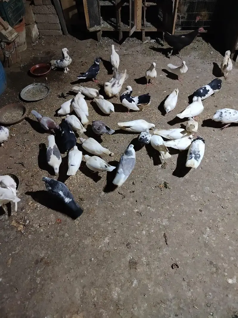 khargoshiya Mako pigeon — photo 2