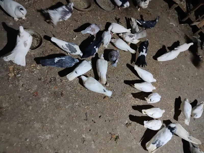 khargoshiya Mako pigeon — photo 3