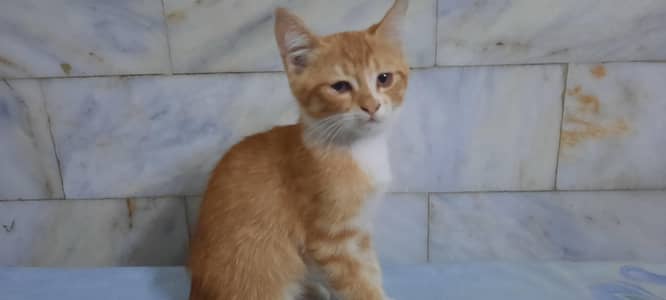 cats  3 month old