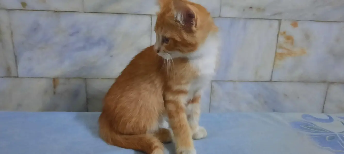 cats  3 month old — photo 3