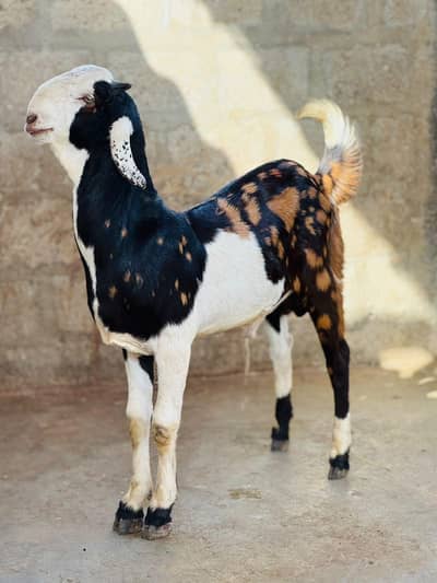 Teddy bakra urgent sale 03211839332