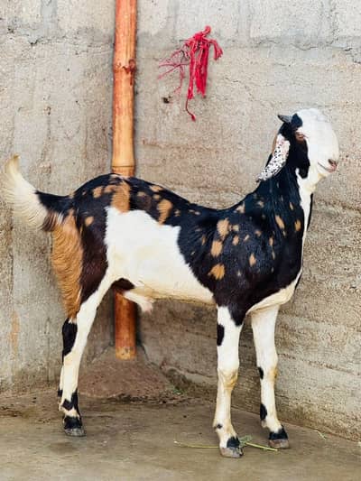 Teddy bakra urgent sale 03211839332