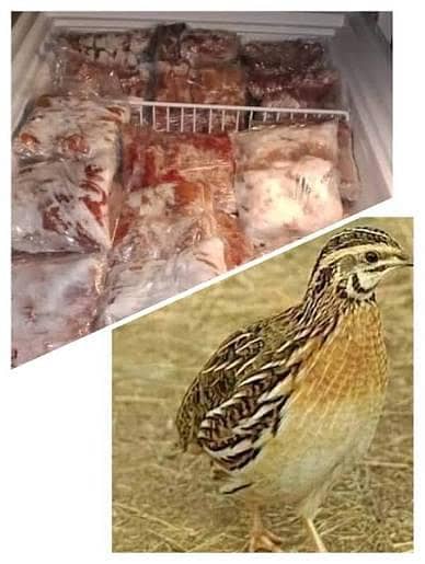golden misri 5 days chicks for sale broiler chicks also avlb
