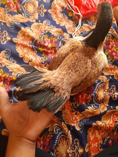 Quality bird