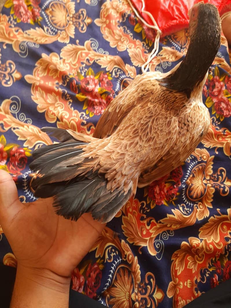 Quality bird 0