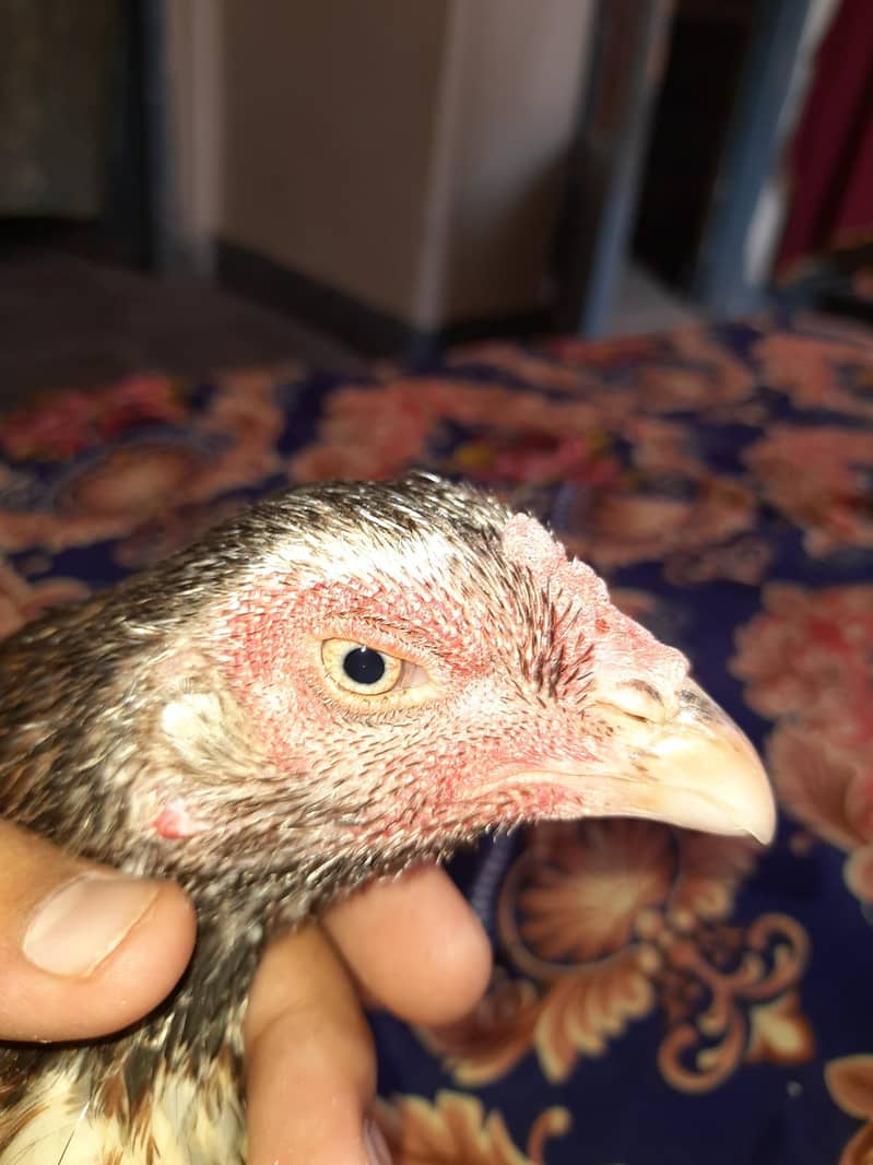 Quality bird 1