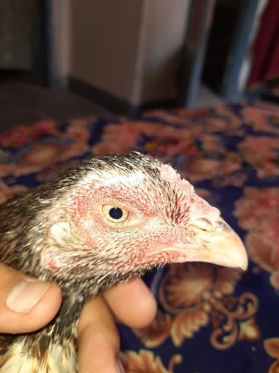 Quality bird 2
